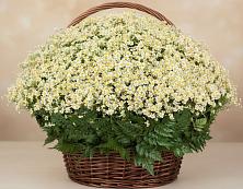 Цветочная композиция из Ромашки в корзине #REPLACE_PRED# Сланцах